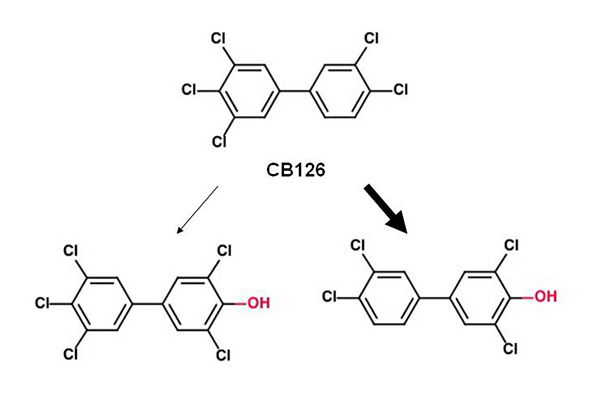 CB126 metabolism by rat CYP1A1