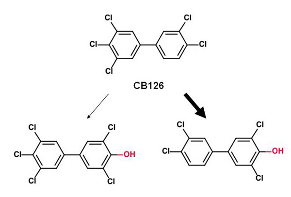 ラットの代謝酵素CYP1A1によるCB126代謝