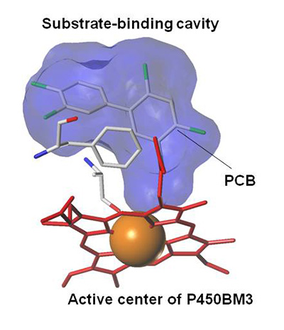 Binding of P450BM3 derived from soil bacterium towards PCB