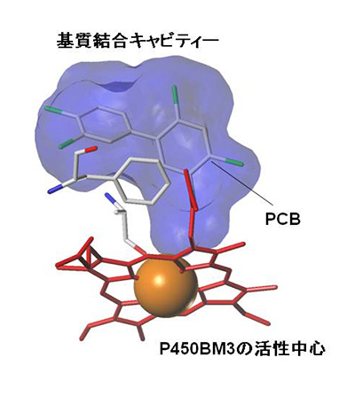 土壌細菌由来P450BM3の立体構造とPCBの結合