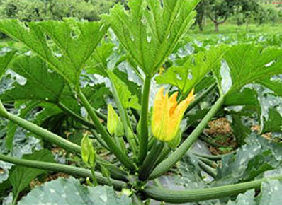 Zucchini plants and their fruits