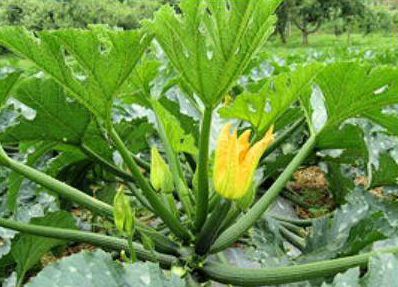 ズッキーニ植物体とその果実