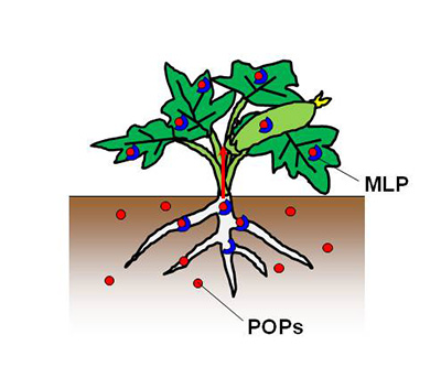 Transport of POPs by MLP and pollution of Cucurbitaceae family