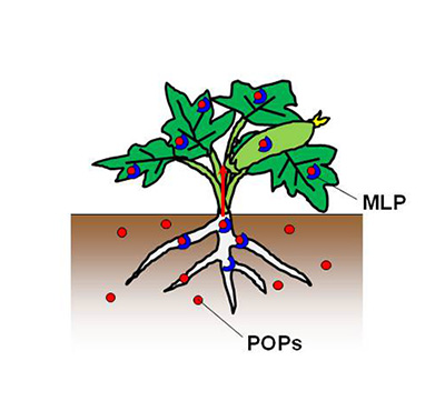 MLPによるPOPsの輸送とウリ科作物の汚染