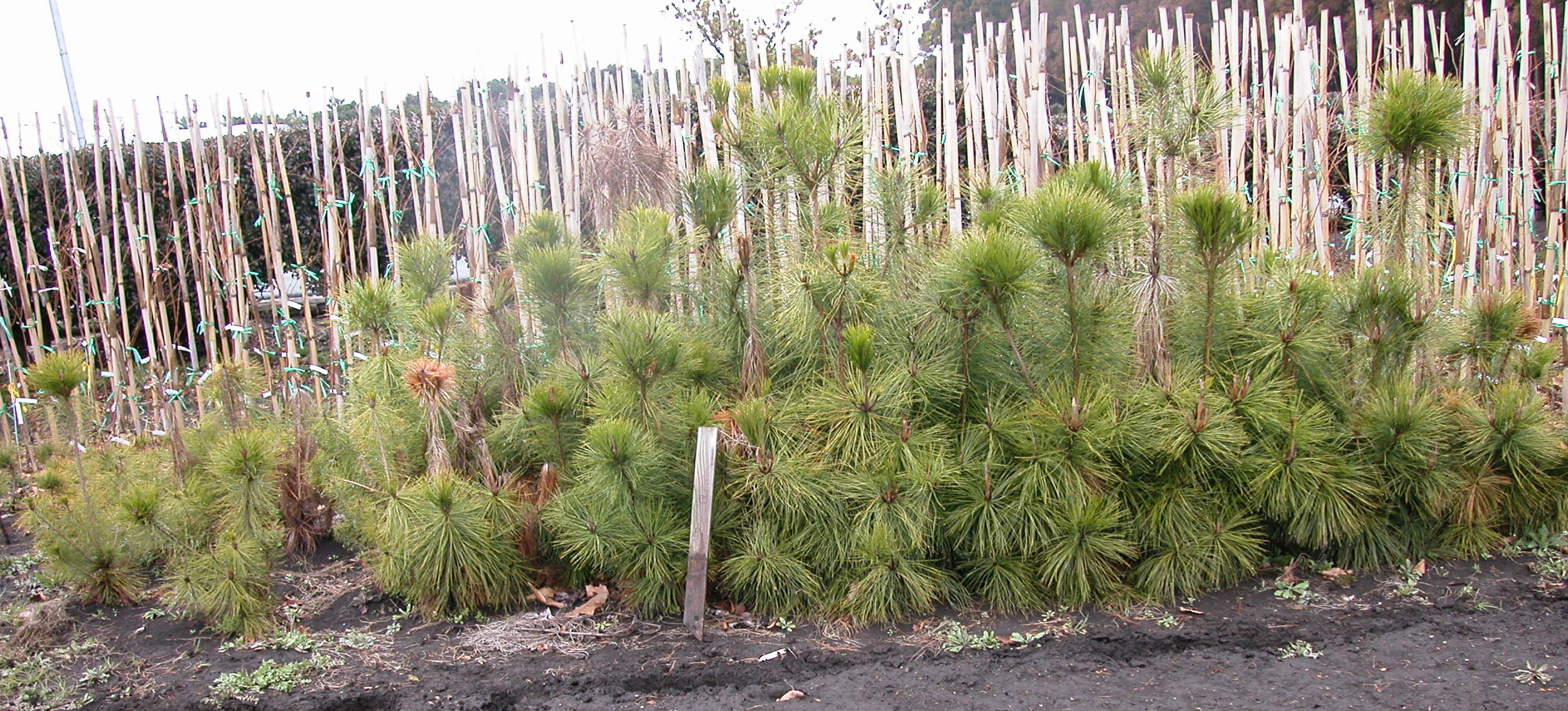 山採り　アカマツ 抵抗性アカマツ | 鳥取県山林樹苗協同組合