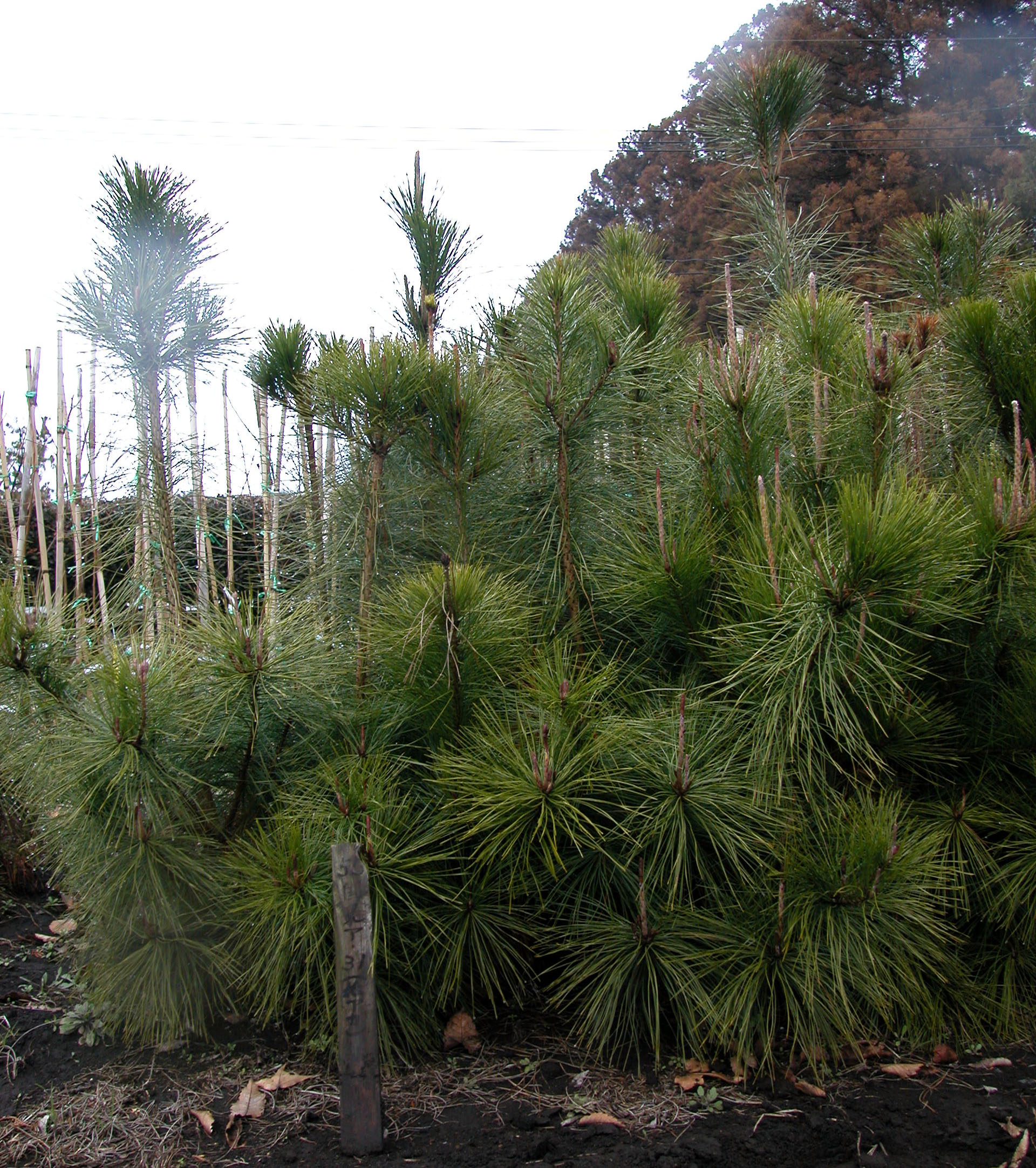 抵抗性アカマツ家系の特徴 （黒田慶子）