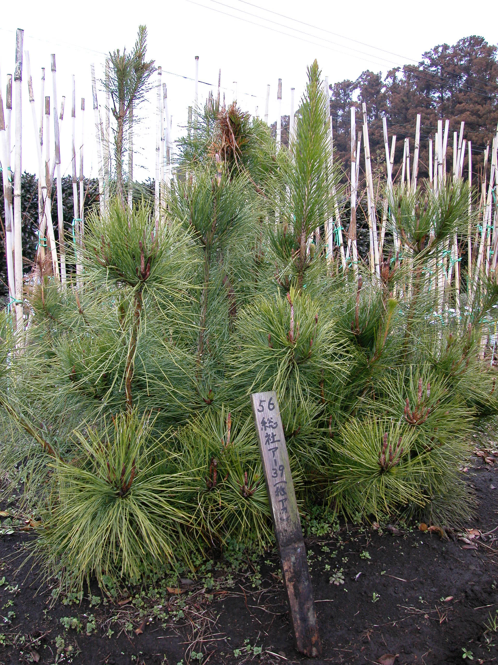 抵抗性アカマツ家系の特徴 （黒田慶子）