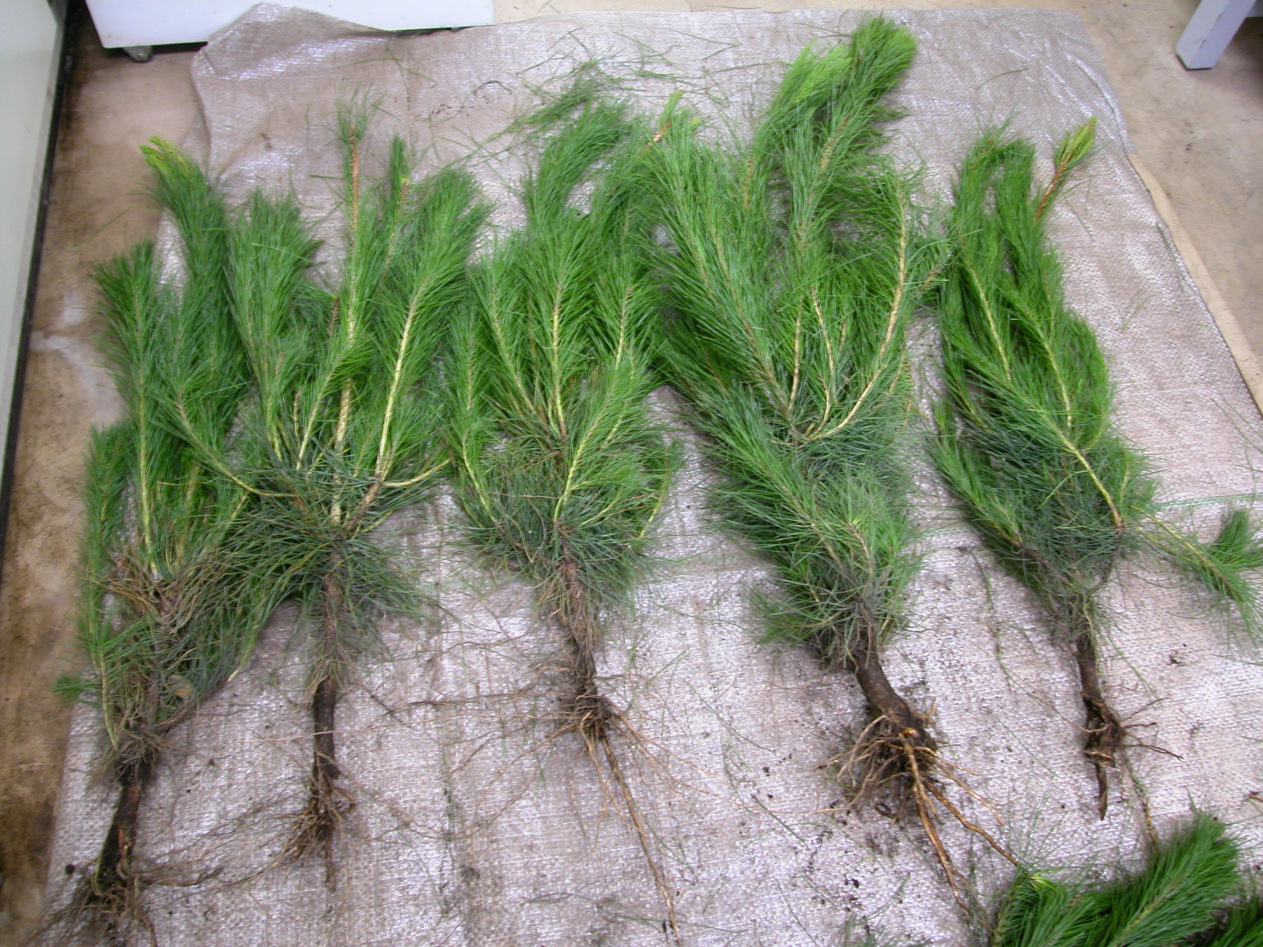 抵抗性アカマツ家系の特徴 （黒田慶子）