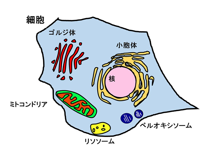 図1. 細胞小器官について