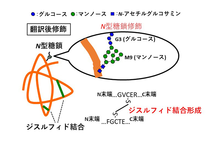2. 小胞体におけるタンパク質の翻訳後修飾