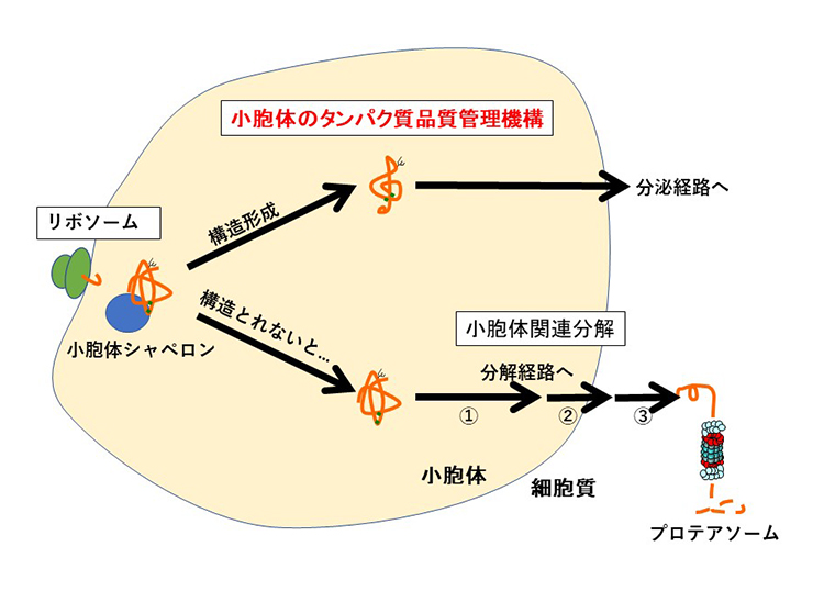 図3. 小胞体のタンパク質品質管理機構