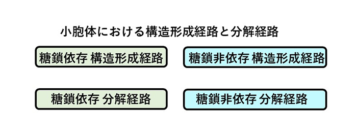図5. 小胞体における構造形成経路と分解経路の分類