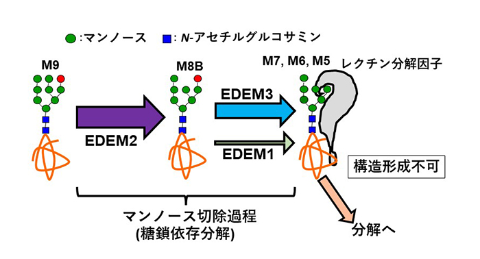 図7. 小胞体における<i>N</i> 型糖鎖のマンノース切除機構