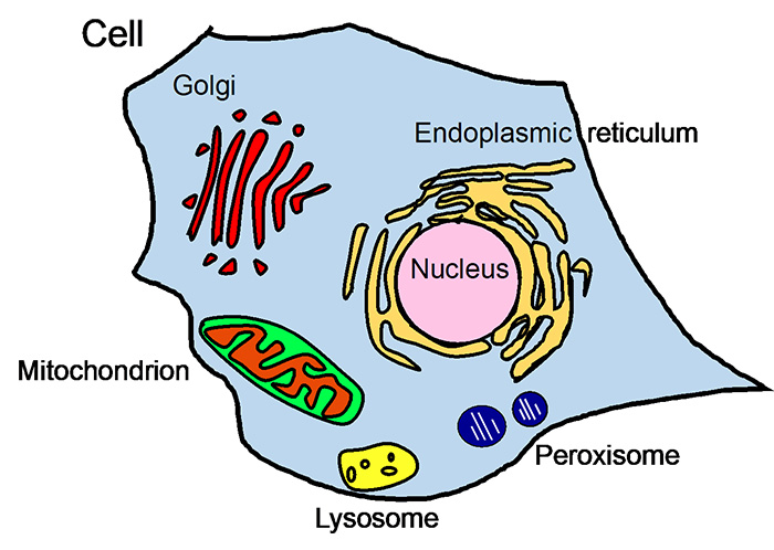 Fig. 1 Organelles