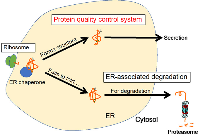 Fig. 3 Protein quality control in the ER