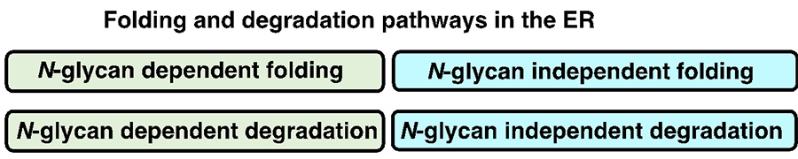 Fig. 4 Classification of protein folding and degradation pathways in the ER