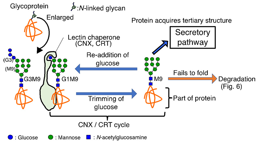 Fig. 5 CNX/CRT cycle promotes folding of glycoprotein