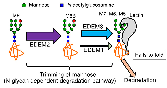 Fig. 6 Mannose trimming of N-glycan in the ER