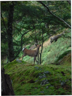 Deer