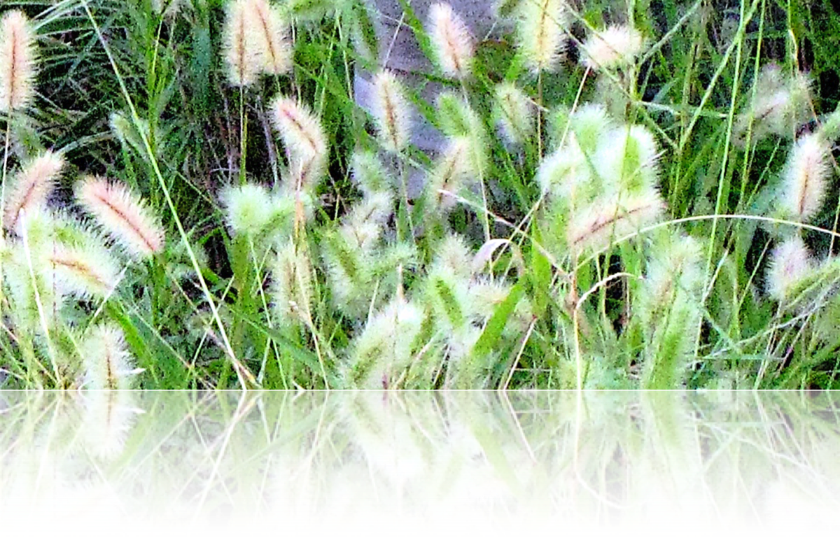 Stacks Image 14