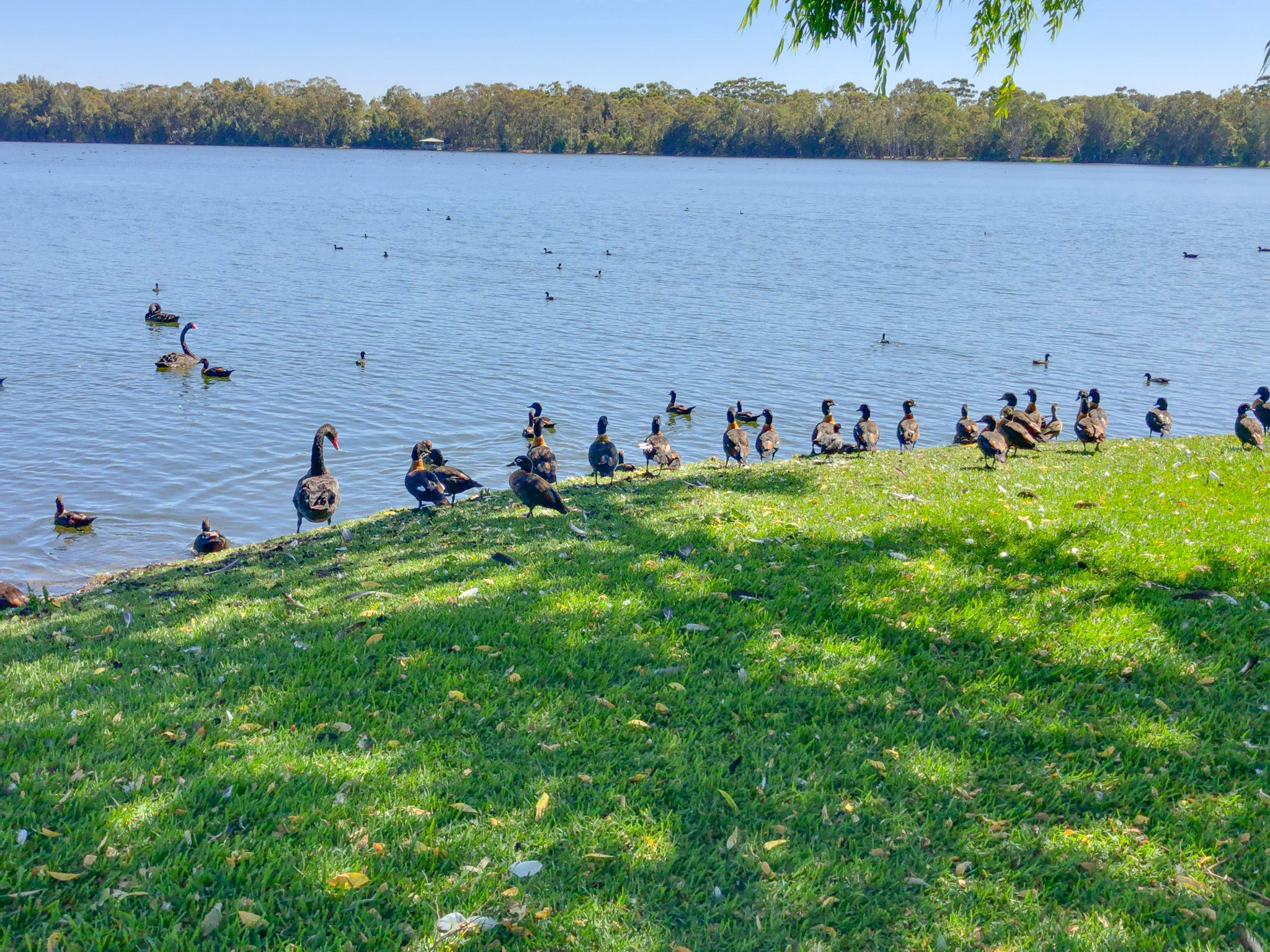 オーストラリア