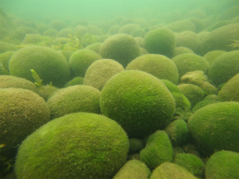 阿寒湖のマリモ