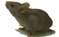 DKGβノックアウトマウス