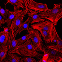 image of cell