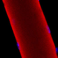 image of cell
