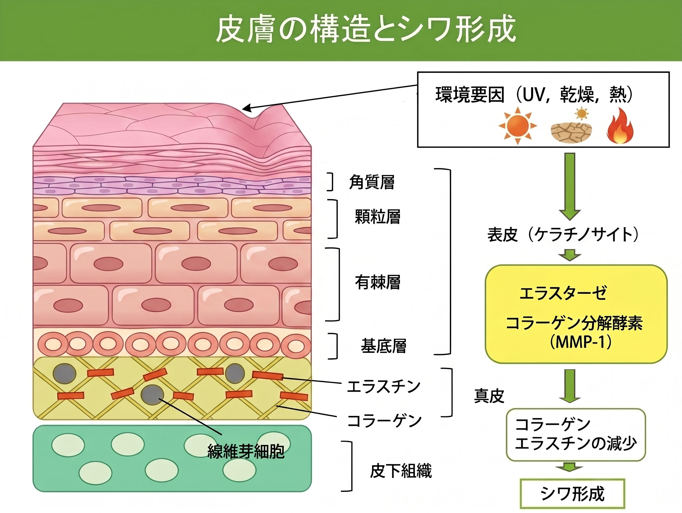 皮膚の構造とシワ形成