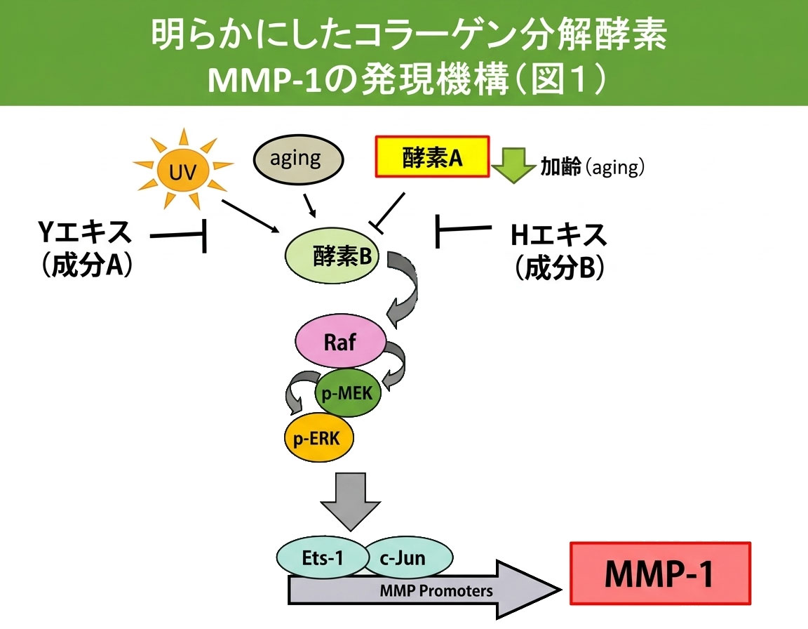 明らかにしたコラーゲン分解酵素MMP-1の発現機構（図1）