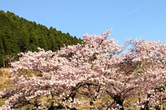 photo7