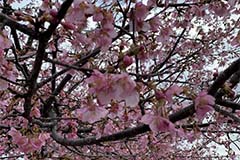 photo44