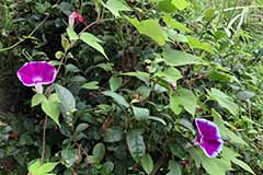photo87