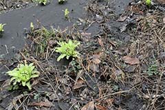 photo45