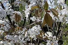 photo117