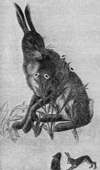fig5